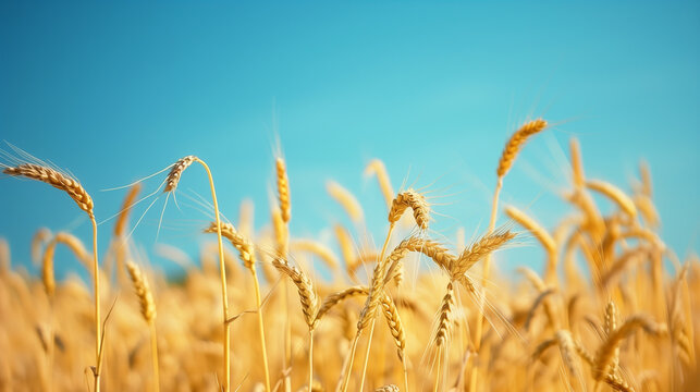 field of yellow wheat, blue sky, flag of Ukraine, banner copy space. Day of the National Flag, Day of Unity, Constitution, Ukrainian Statehood, Independence, Defenders Defendresses, Armed Forces