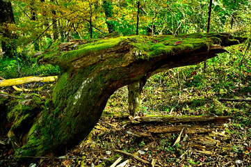 丹沢山地の蛭ヶ岳　森に住む蛭龍
