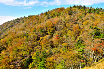 Fototapeta premium 丹沢 紅葉の袖平山 