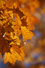 Beautiful Autumn Leaves Natural Background for Fall