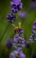 bee on a flower