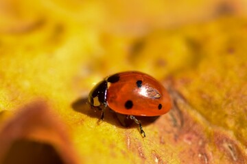 ladybug