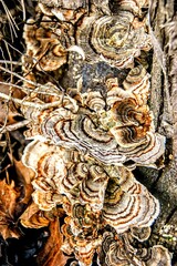 Fototapeta premium Turkey Tail Wild Mushrooms Growing on a Log in the Forest in Autumn
