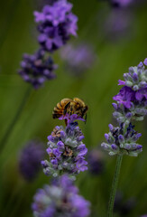 bee on a flower