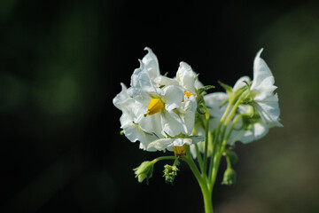 Fototapeta premium white and yellow flower