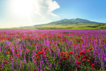 Fototapeta premium A field full of tulips and purple flowers