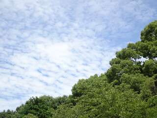 Obraz premium 鱗雲と大木