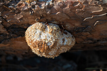 mushroom on a tree
