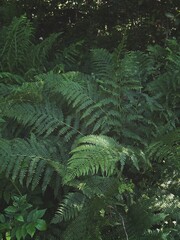 fern leaves