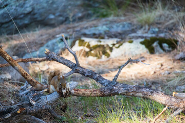 Red squirrel on a tree limb