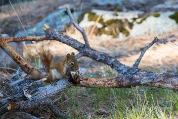 Red squirrel on a tree limb