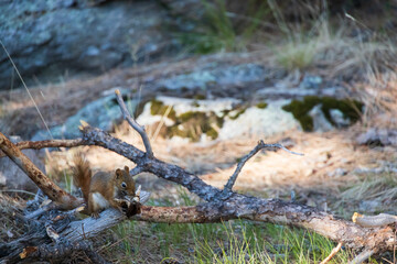 Red squirrel on a tree limb