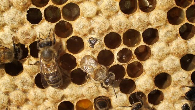 Preparing bees to emerge from cocoons.
Bees are expanding holes in cocoons for free exit out of them.
