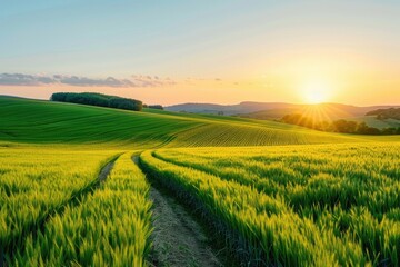 Fototapeta premium Golden Field Path at Sunset