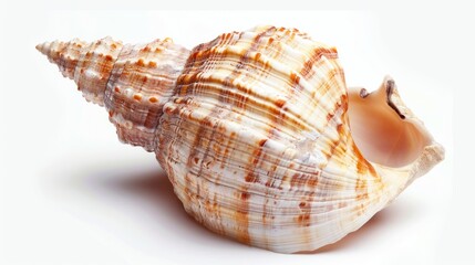 Obraz premium Large spiral seashell isolated on a white background. Perfect for nature, ocean, and beach themed projects
