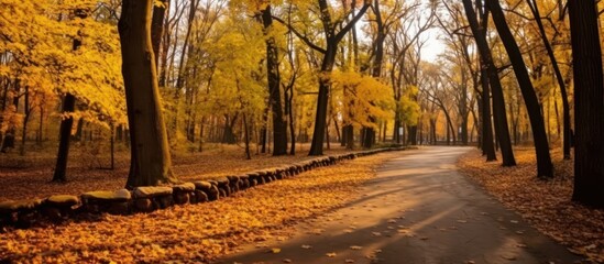 Fototapeta premium Autumnal Pathway Through Golden Forest