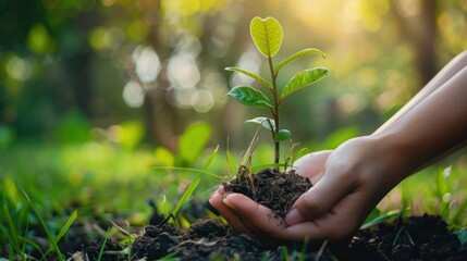 Fototapeta premium Hands Holding a Seedling