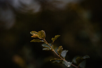 Close up detail of a plant after rain in the forest near Prague, Czech Republic, Europe. Looks so...