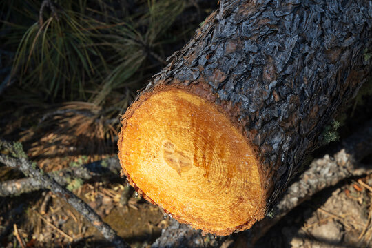 Cross section of a tree stump with rings and sap