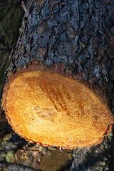 Cross section of a tree stump with rings and sap