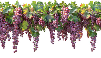 Vineyard grapevine with rows of grapes hanging on transparent background