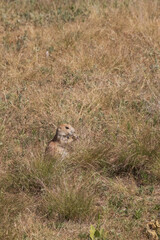 Prairie dog in tall grass