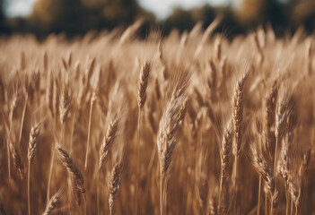 Fototapeta premium Side view of a field of dry mature autumn spikelets of wheat isolated on transparent background