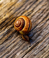 Brown snail with an orange shell on wood