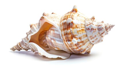 Obraz premium Beautiful Spiral Seashell Isolated on White. Perfect for Ocean and Nature Themes