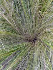 Mexican feathergrass, Edinburgh, Scotland