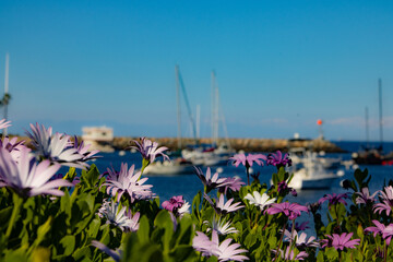 Pretty purple flowers at the port.