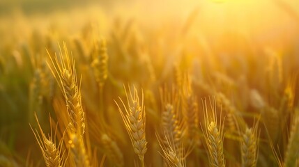Wheat field in the countryside
