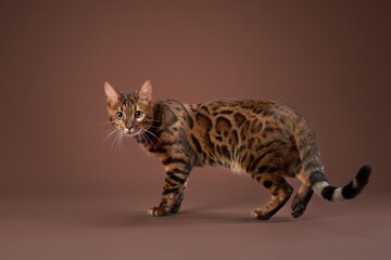 An intense gaze and sleek stride showcase the natural elegance of the Bengal cat against a warm, mocha colored studio background