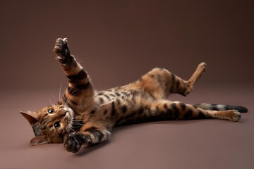  A frolicsome Bengal cat rolls over, reaching out with its paws, eyes sparkling with mischief