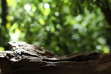 Beautiful tree branch and green leaves outdoors, closeup