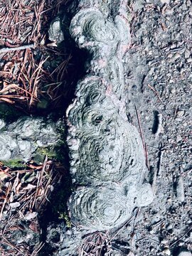 knotty tree root