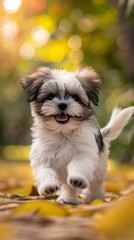 Close-up of a cute Shih-tzu puppy running happily outdoors. Shih-tzu with a playful expression in an animated scene.