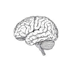 Fototapeta premium Detailed Illustration of the Human Brain Isolated on a Transparent Background
