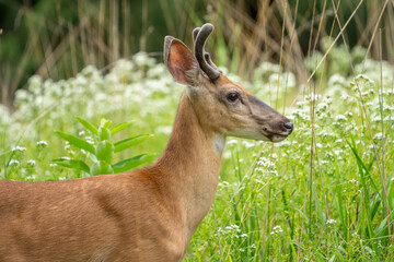 Male white-tailed deer with antlers side view standing in summer meadow