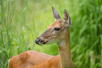 Fototapeta premium White-tailed Deer in Summer Meadow