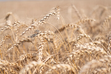 Fototapeta premium Wheat or barley agriculture field of summer crop harvest with rye spikelet
