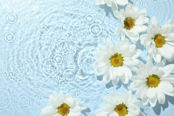 Beautiful daisy flowers in water on light blue background, top view. Space for text