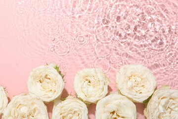 Beautiful rose flowers in water on pink background, top view. Space for text