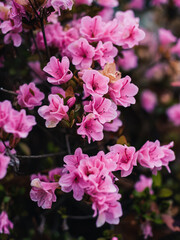 pink flowers