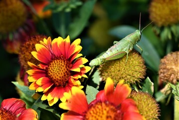 grasshopper on flower