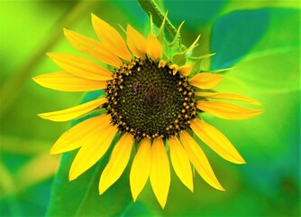 sunflower on green background