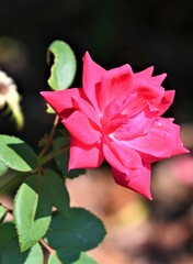 pink rose in the garden