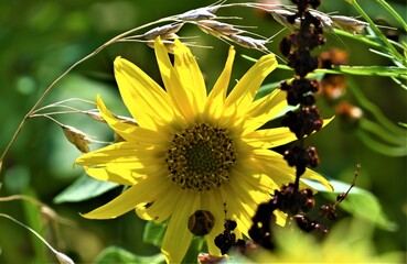 sunflower in the garden
