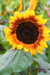 sunflower in the garden