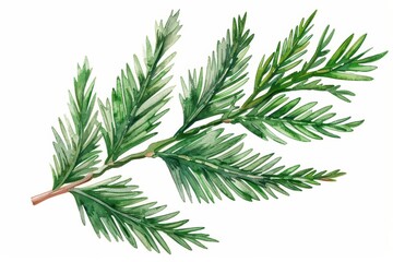 A cedar leaf illustrated with intricate watercolor needles isolate on white background